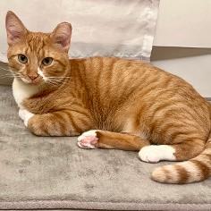 Enlarge Ginger, a Adoptable mixed breed in Arlington, VA image 2/3