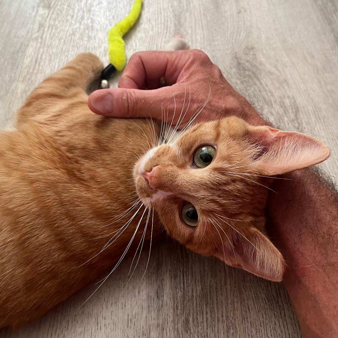 Enlarge Ginger, a Adoptable mixed breed in Arlington, VA image 3/3