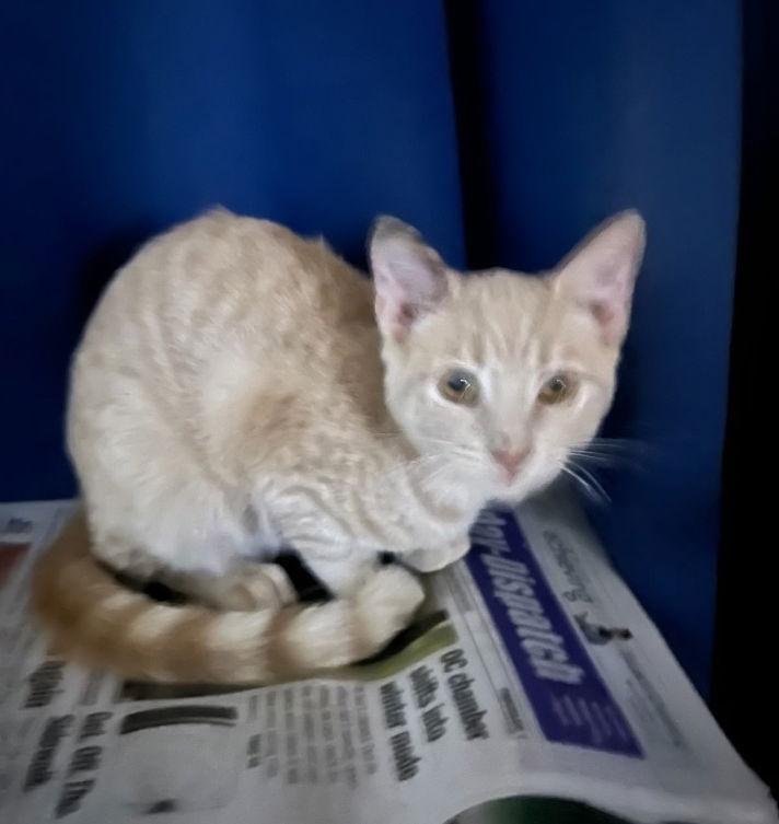 Enlarge Betty Jane, a Adopted Domestic Short Hair in Herndon, VA image 1/1