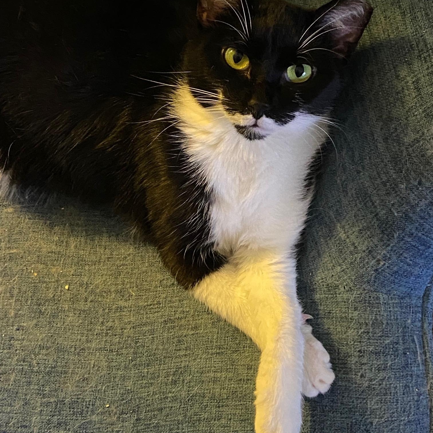 Helly, a Adoptable Domestic Short Hair image 4/5