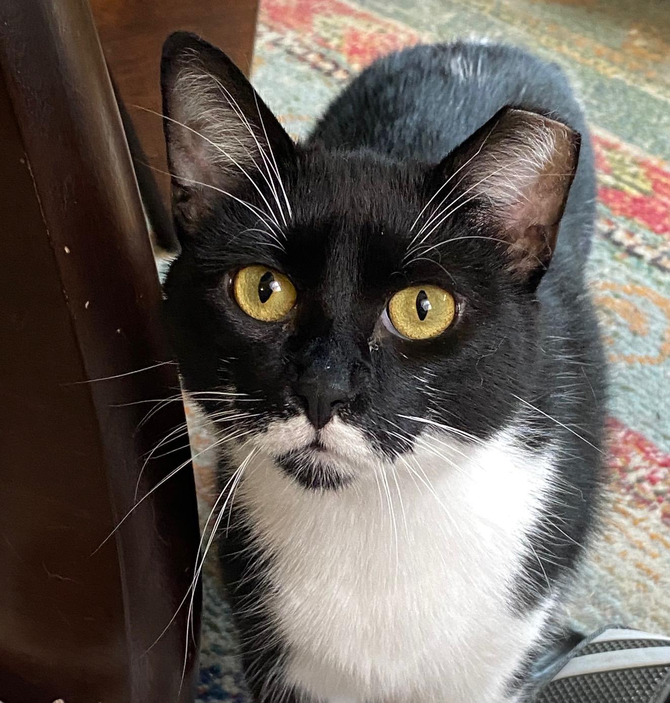 Helly, Adoptable, Adult Female Domestic Short Hair.