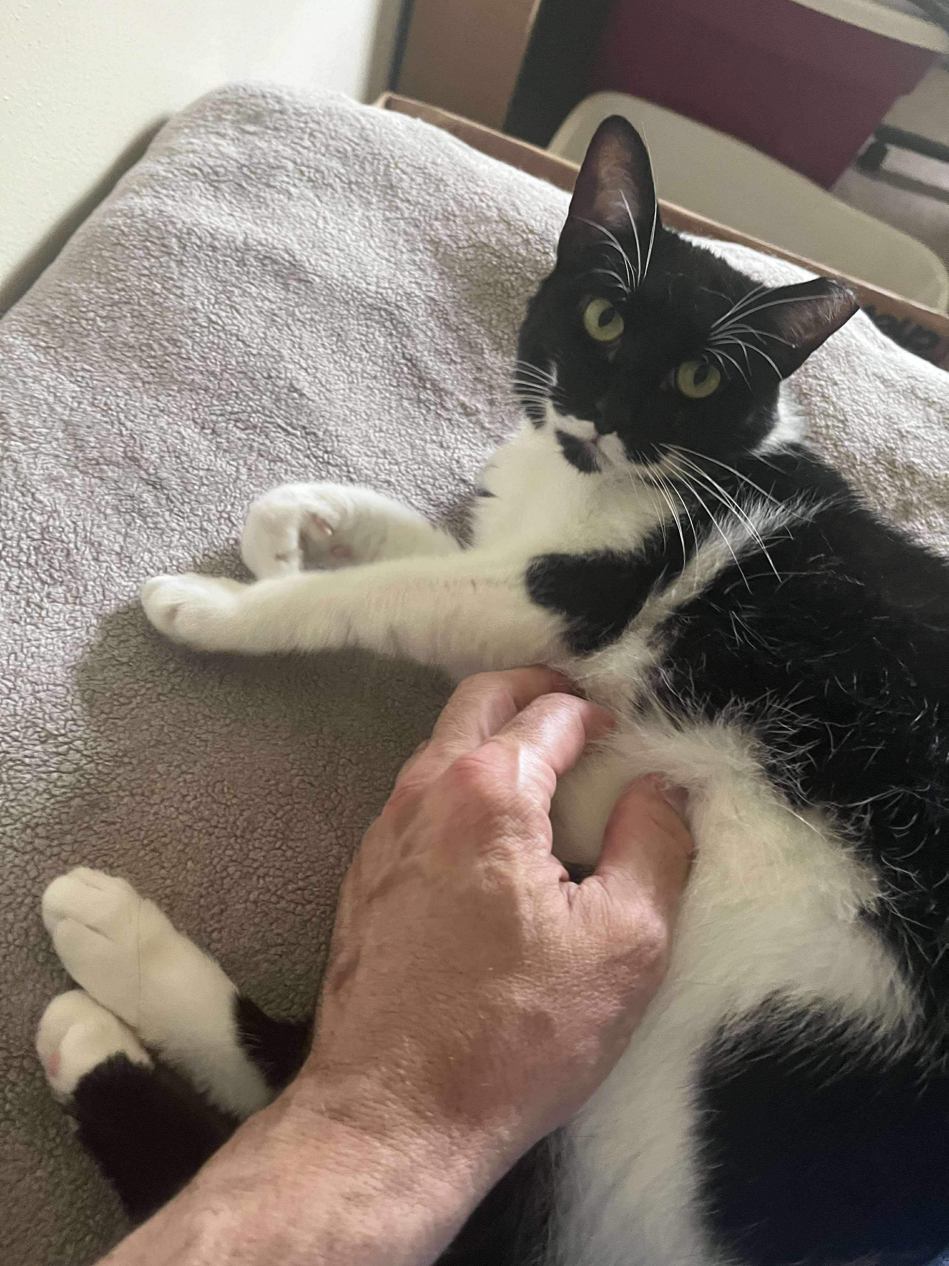 Helly, a Adoptable Domestic Short Hair image 2/5