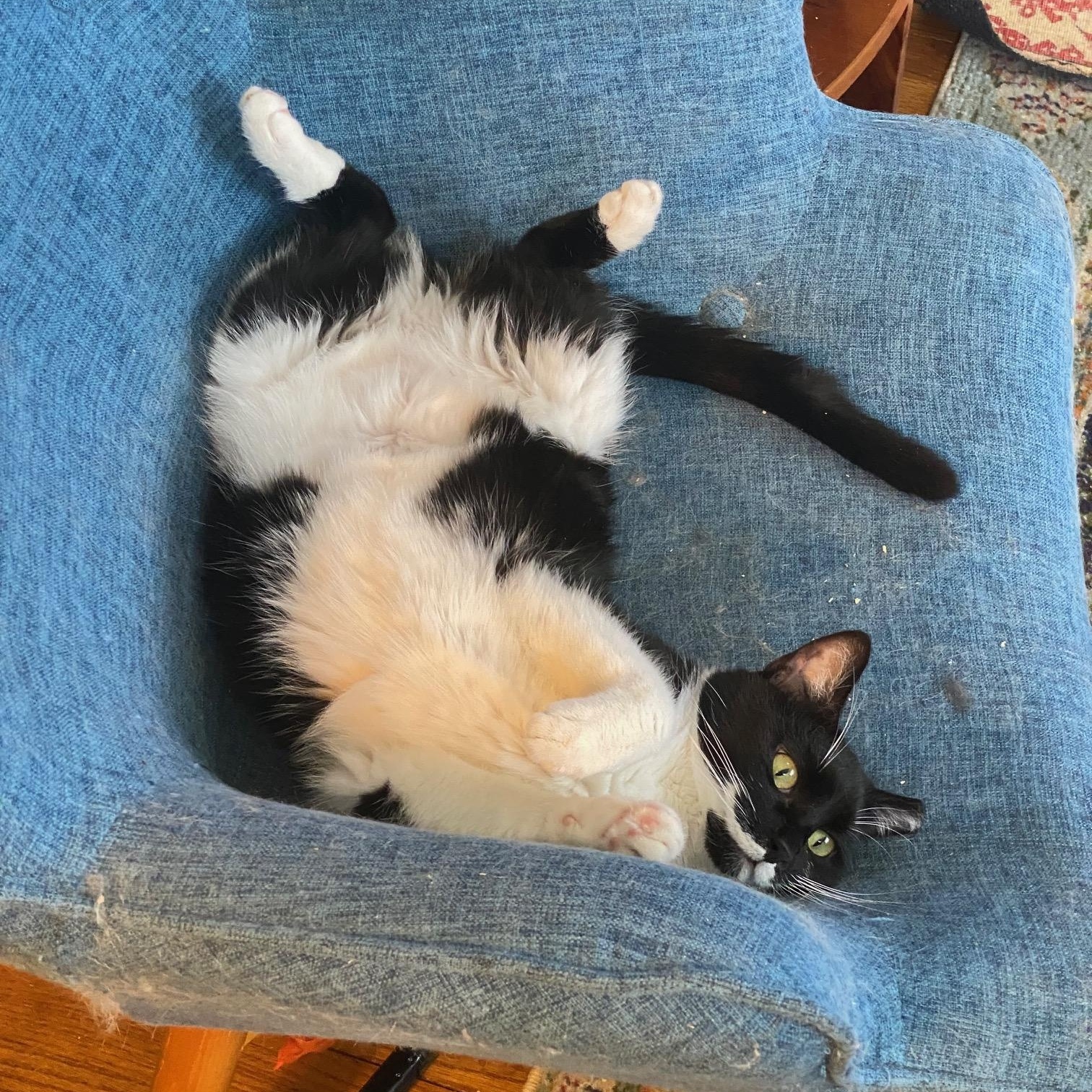 Helly, a Adoptable Domestic Short Hair image 3/5