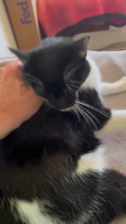 Enlarge Helly, a Adoptable Domestic Short Hair video 5/5