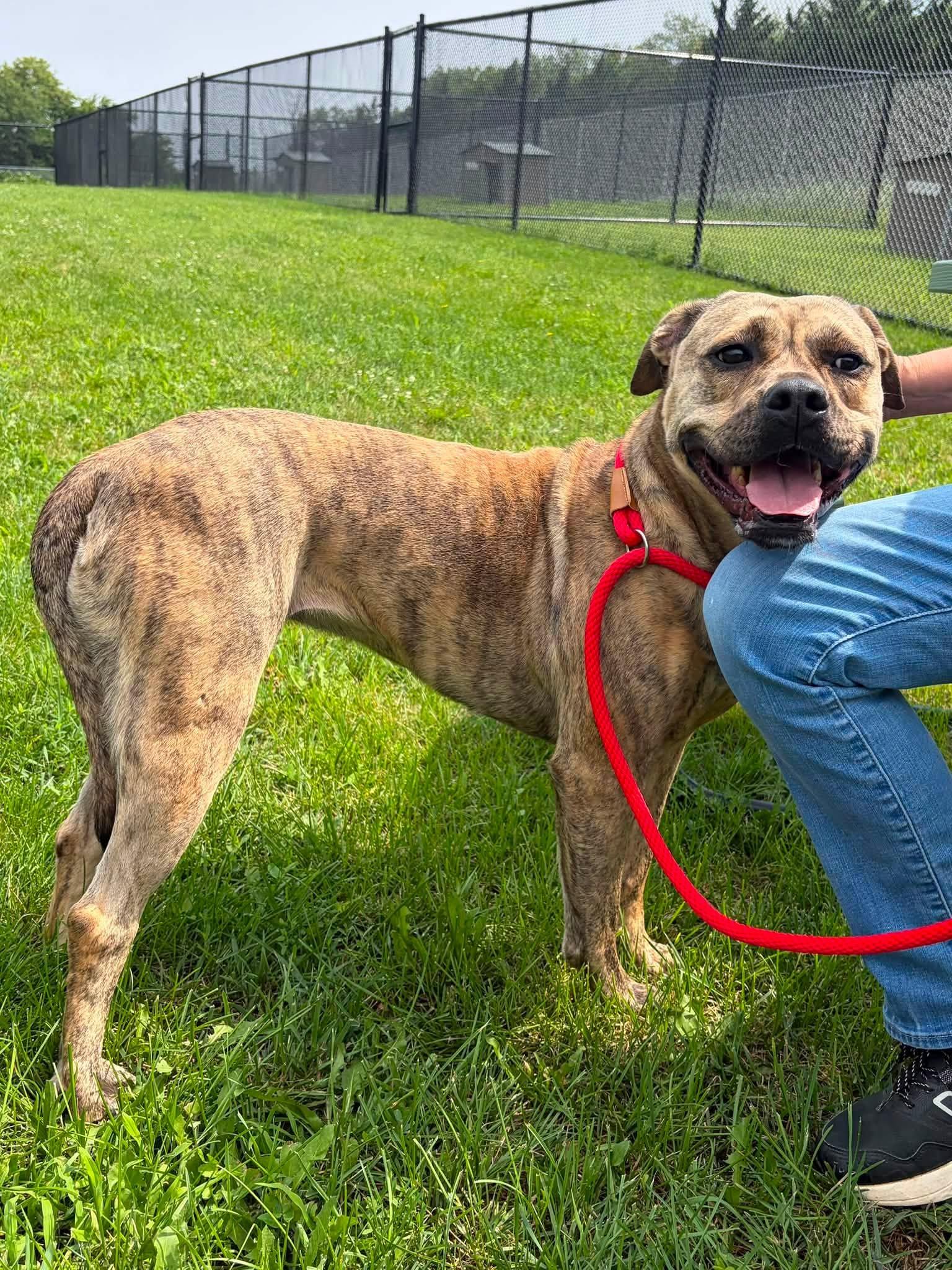 Enlarge Shyla, a ADOPTABLE mixed breed in Winchester, VA image 1/2