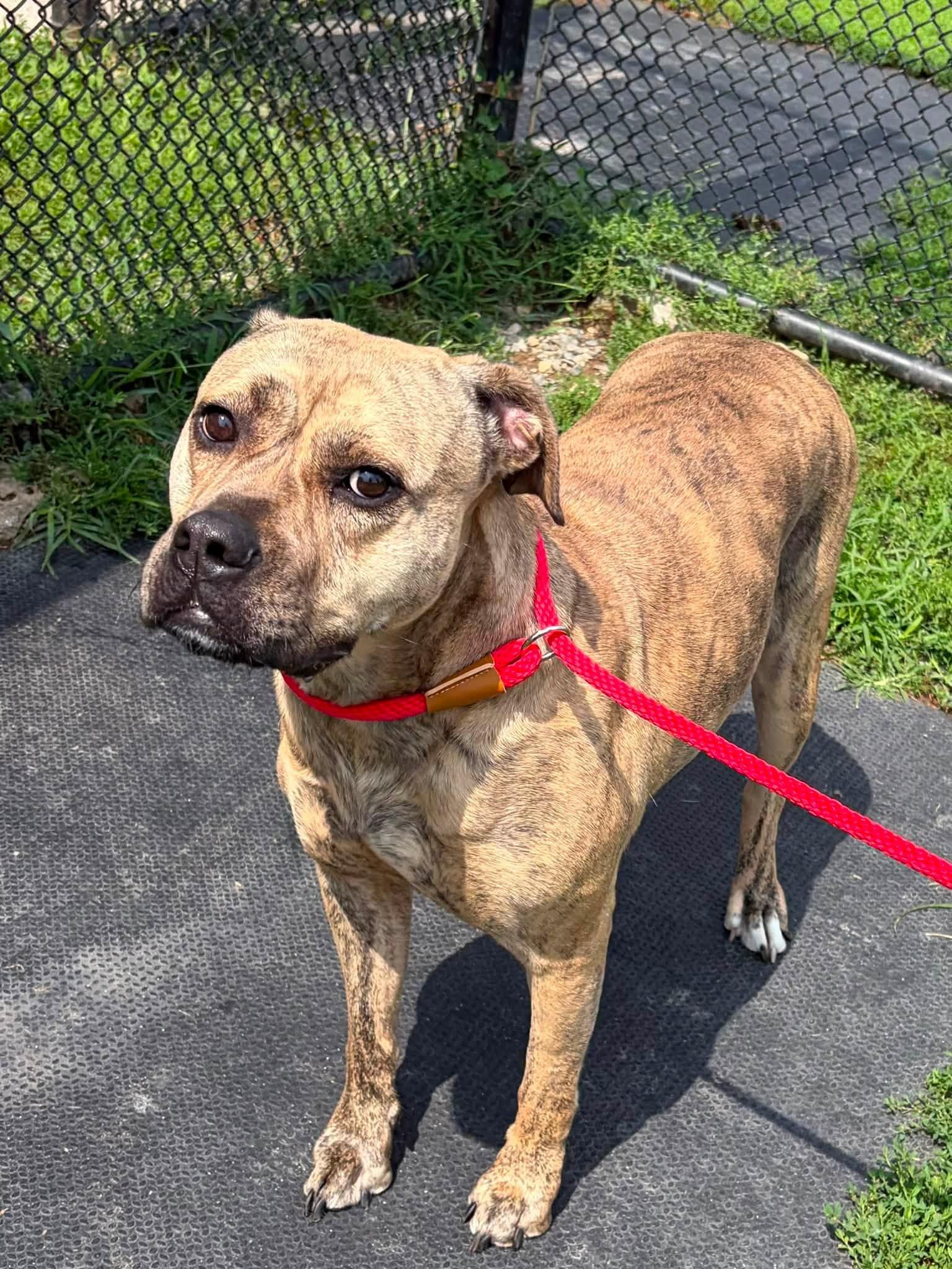 Enlarge Shyla, a ADOPTABLE mixed breed in Winchester, VA image 2/2