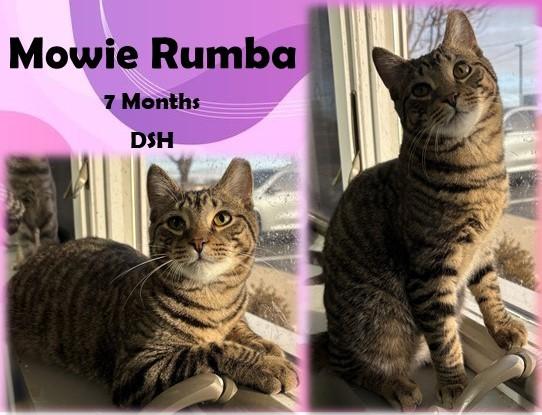 Enlarge Mowie Rumba, a Adoptable Domestic Short Hair in Franklin, IN image 1/1