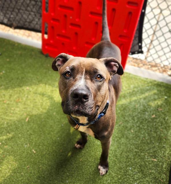 COCO CHANEL, Adoptable, Adult Female Pit Bull Terrier.