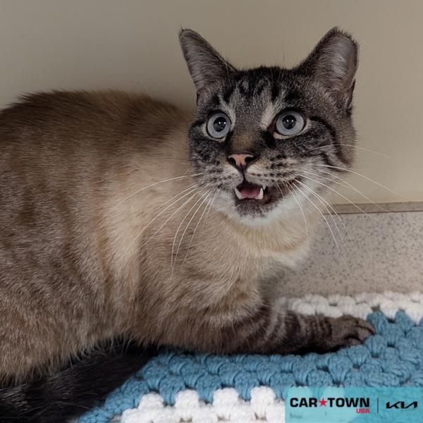 Enlarge Sweatpants, a Adoptable mixed breed in Lexington, KY image 1/1