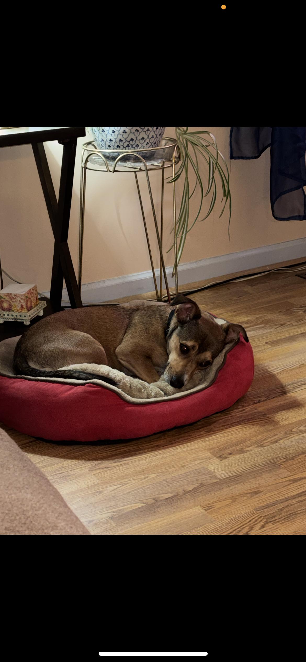 Enlarge Oscar , a Adoptable mixed breed in Hamden, CT image 4/6