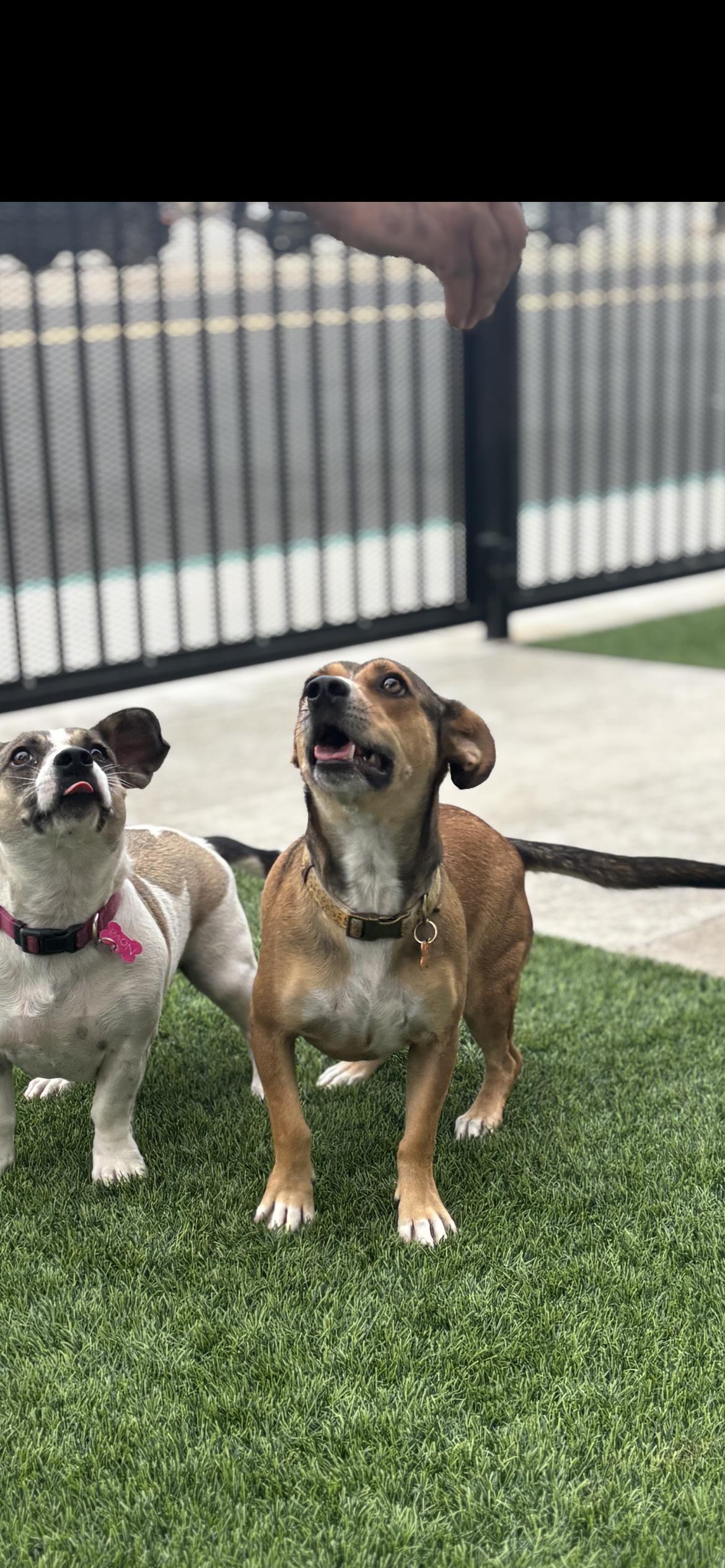 Enlarge Oscar , a Adoptable mixed breed in Hamden, CT image 2/6