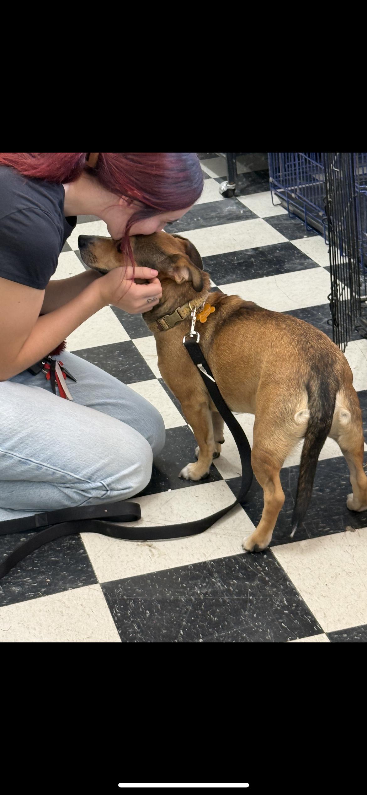 Enlarge Oscar , a Adoptable mixed breed in Hamden, CT image 3/6