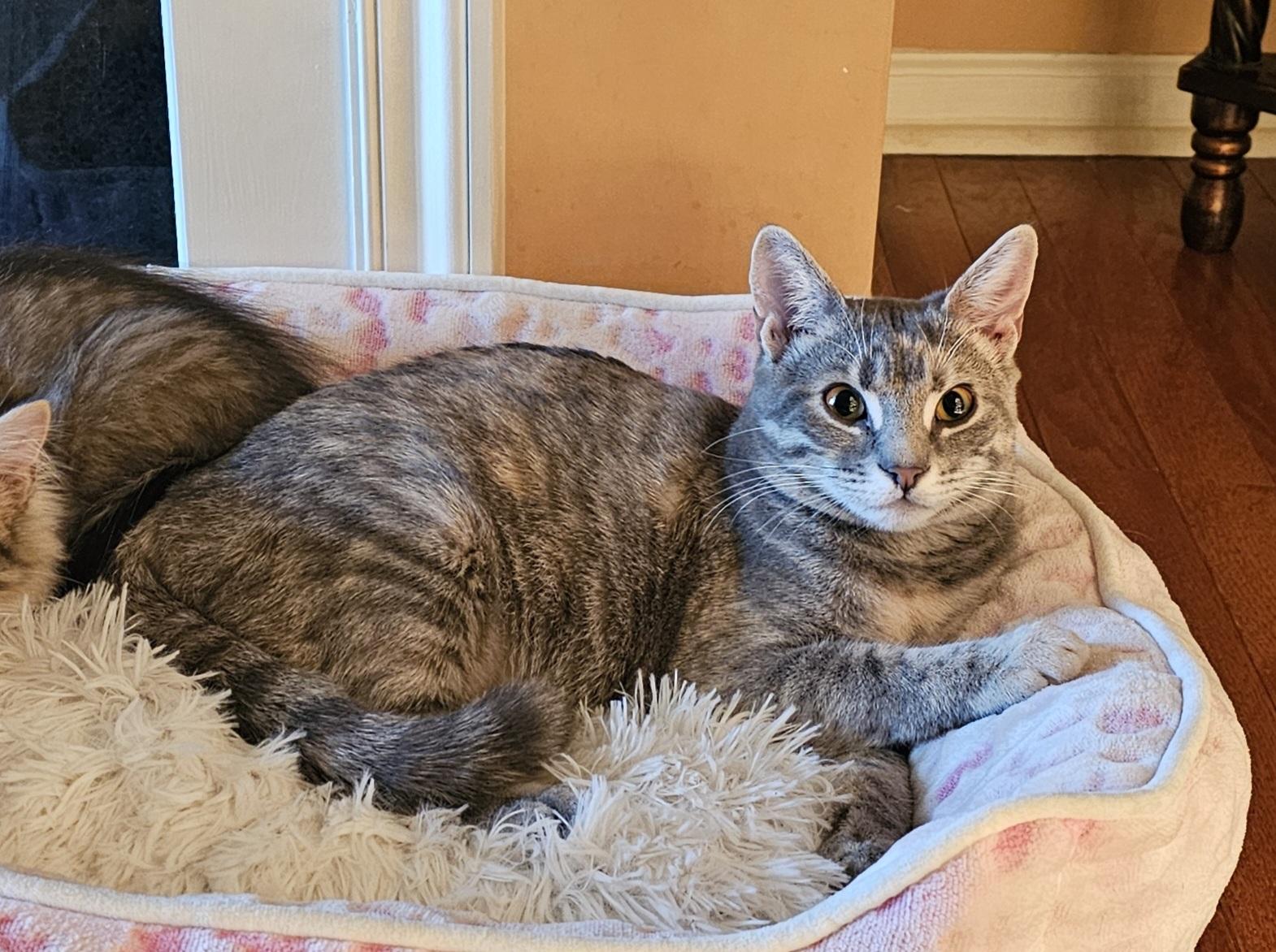 Carley, a Adoptable Domestic Short Hair in Smyrna, DE image 3/6