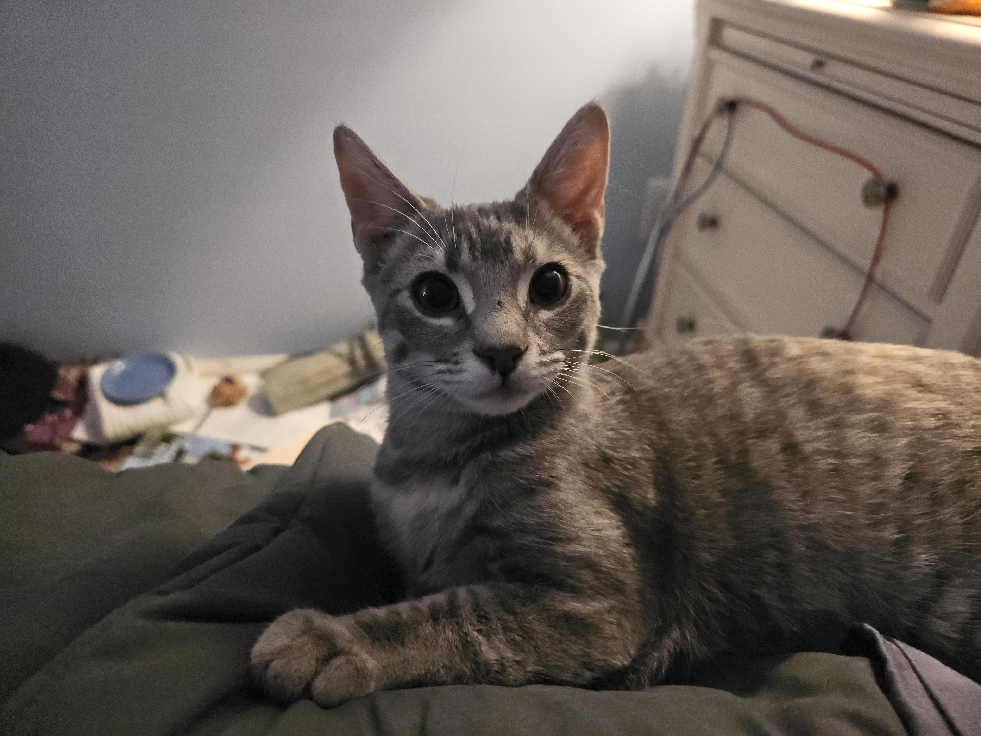 Carley, a Adoptable Domestic Short Hair in Smyrna, DE image 5/6