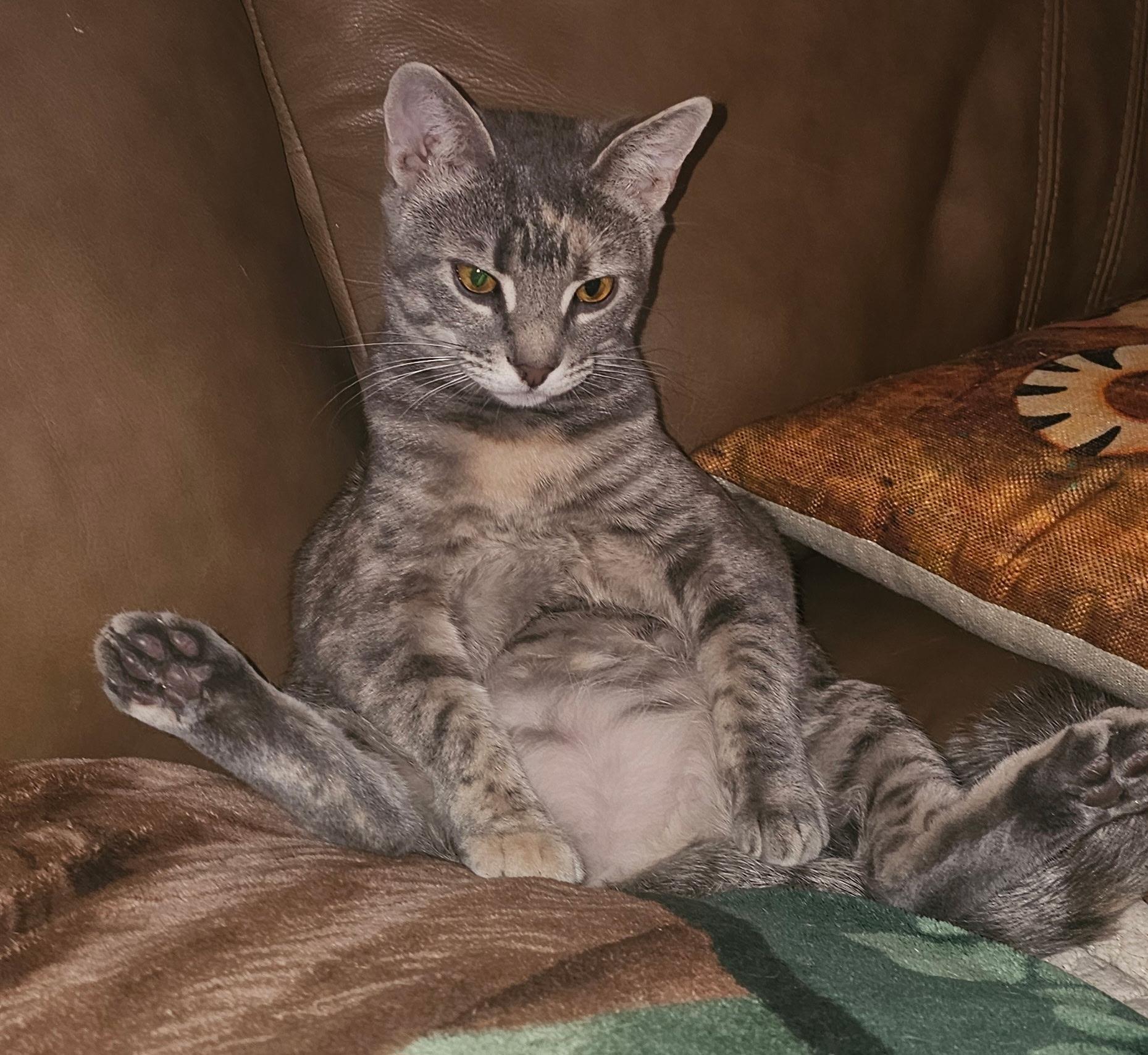 Carley, a Adoptable Domestic Short Hair in Smyrna, DE image 4/6