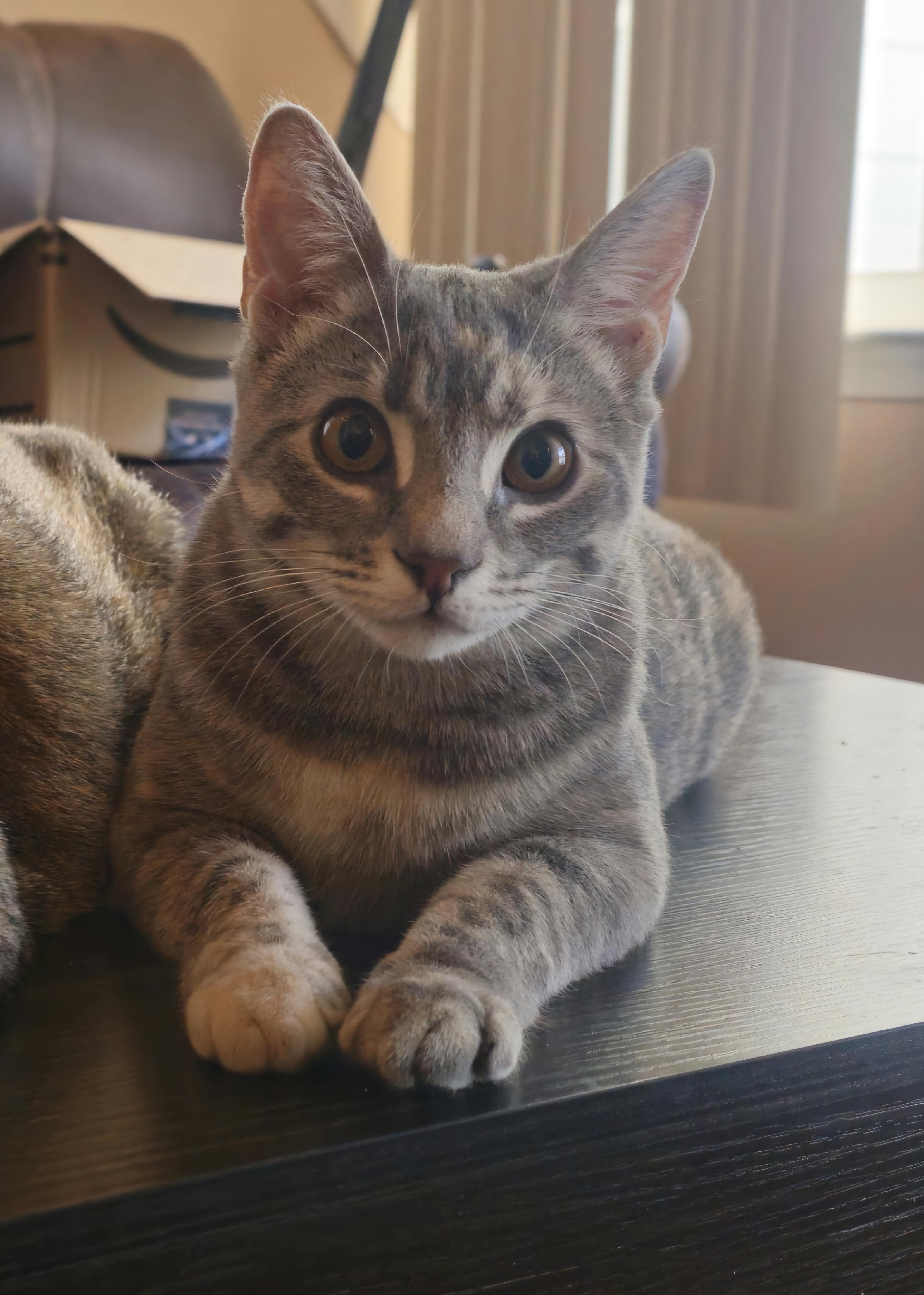 Carley, a Adoptable Domestic Short Hair in Smyrna, DE image 2/6