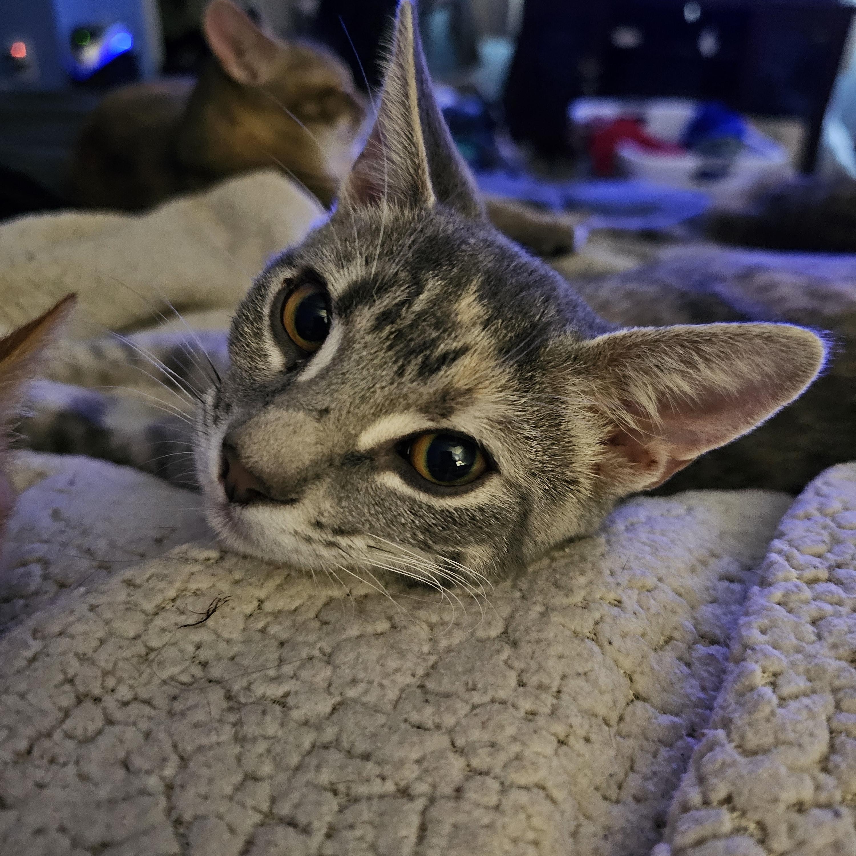 Carley, a Adoptable Domestic Short Hair in Smyrna, DE image 1/6