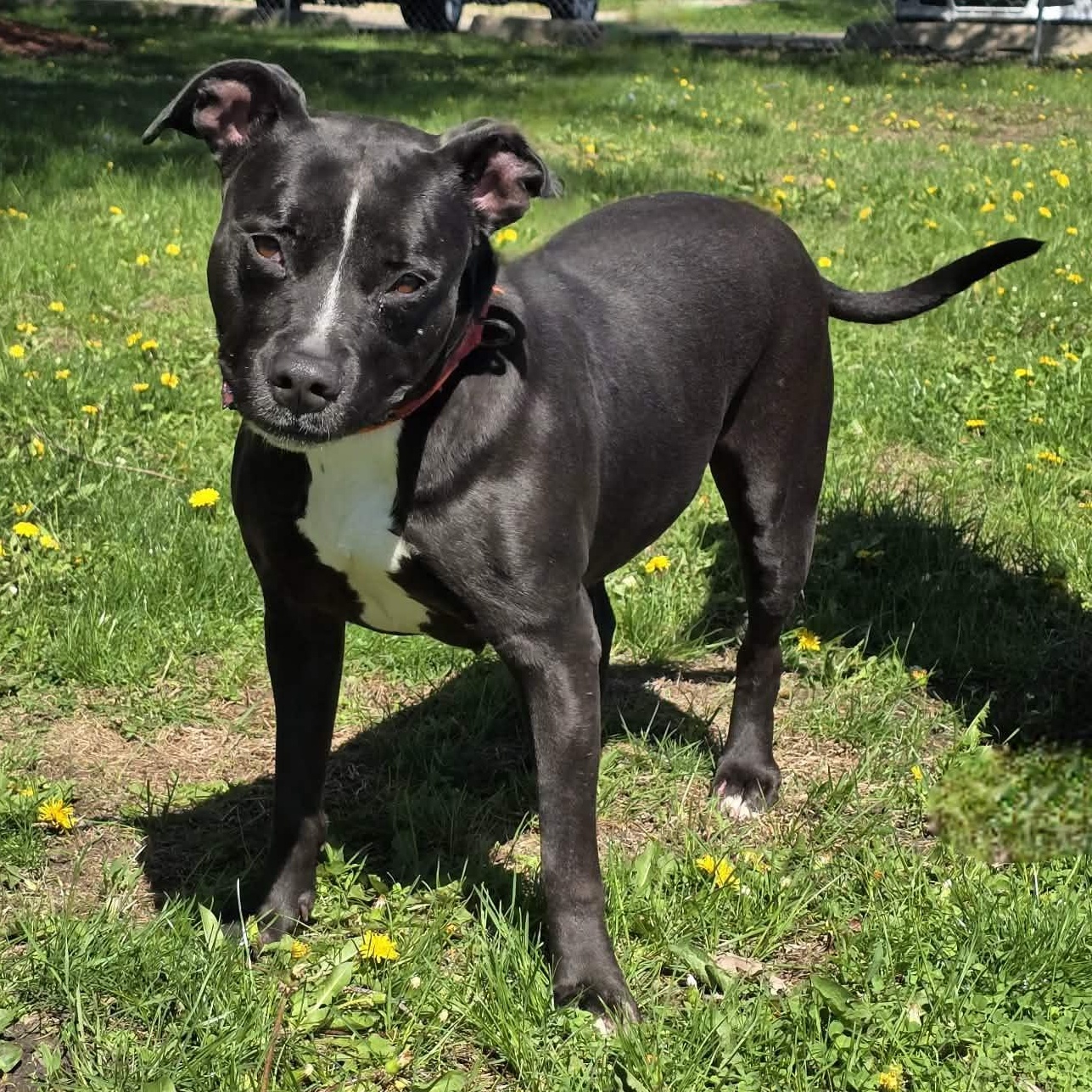 Calathea, ADOPTABLE, Adult Female Pit Bull Terrier.
