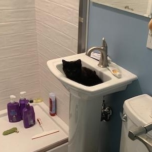 Enlarge Jenevelle, a Adoptable mixed breed in South Deerfield, MA image 4/4