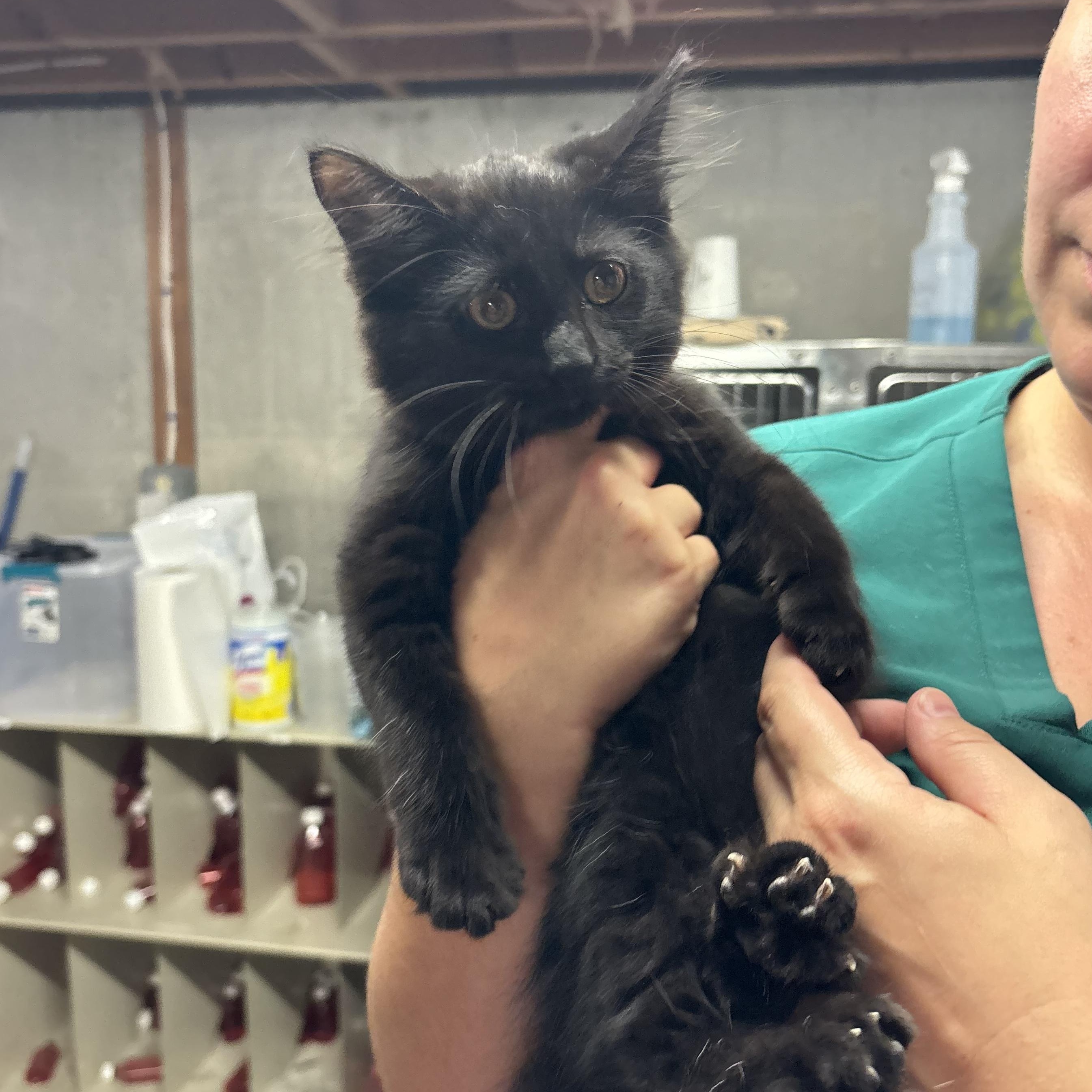 Enlarge Jenevelle, a Adoptable mixed breed in South Deerfield, MA image 3/4