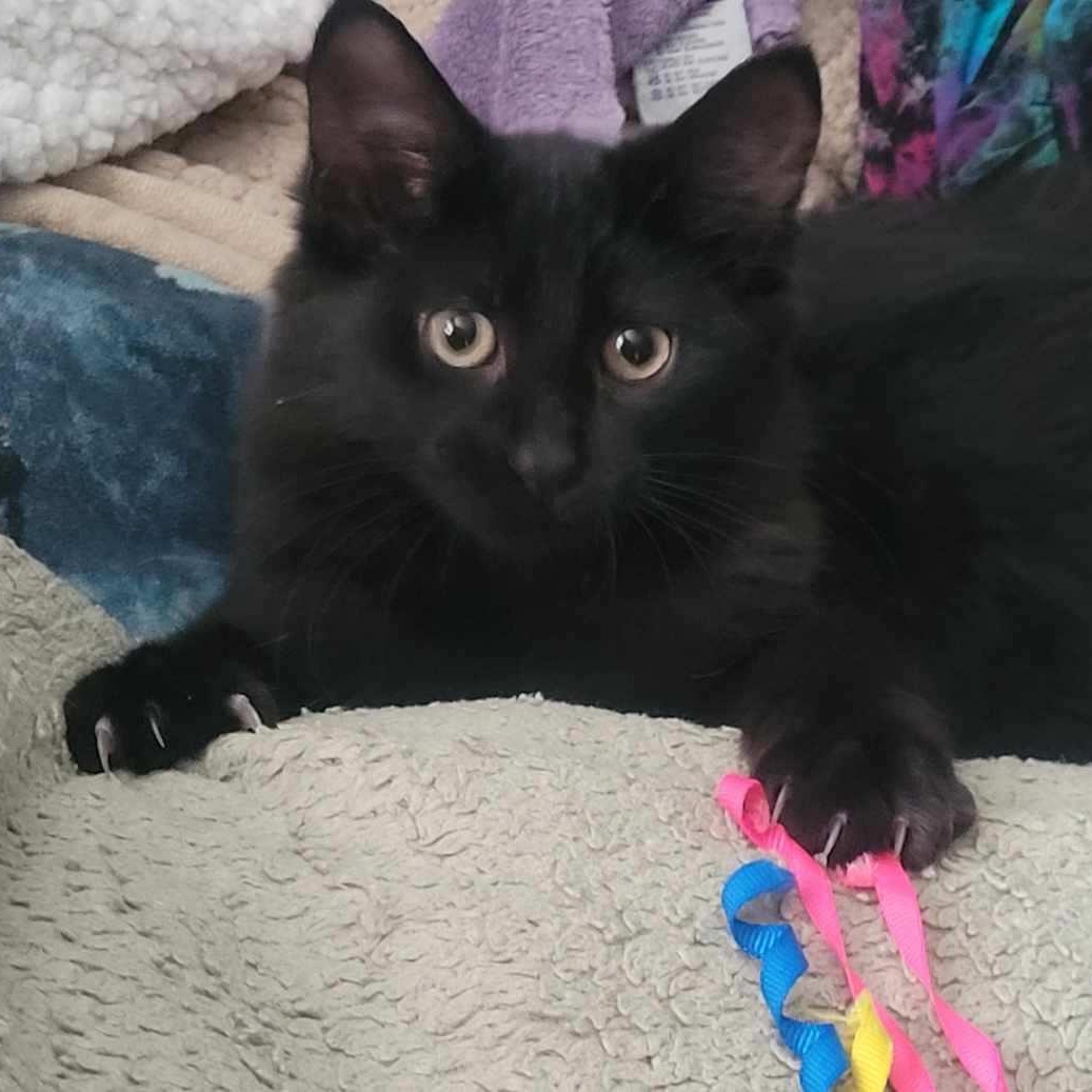 Enlarge Jenevelle, a Adoptable mixed breed in South Deerfield, MA image 2/4