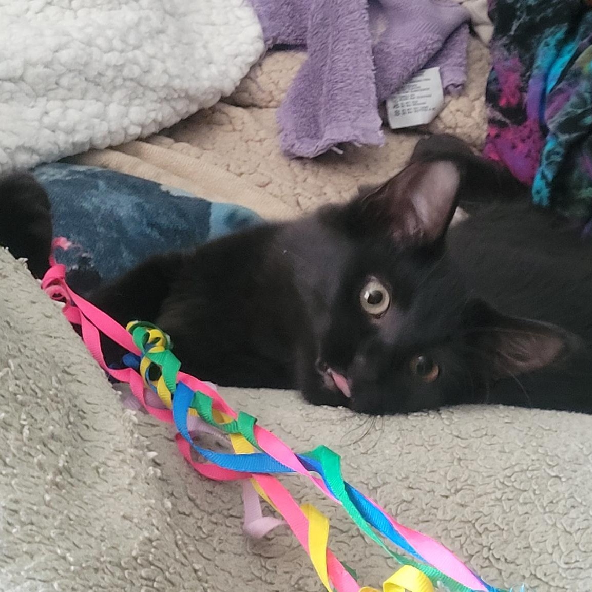 Jenevelle, Adoptable, Young Female Domestic Medium Hair.