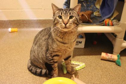 Pistachio, Adoptable, Adult Male Domestic Short Hair & Domestic Short Hair.