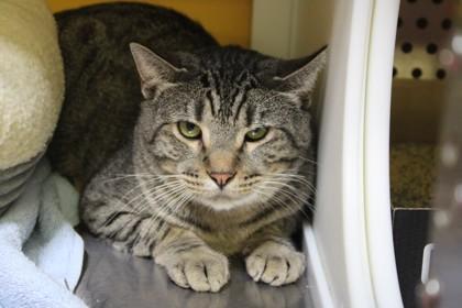 Pistachio, Adoptable, Adult Male Domestic Short Hair & Domestic Short Hair.
