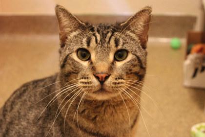 Pistachio, a Adoptable mixed breed in Kansas City, MO image 2/2