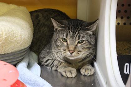 Enlarge Pistachio, a Adoptable mixed breed in Kansas City, MO image 2/2