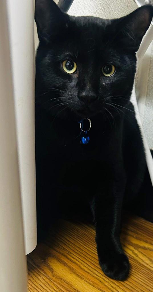 Everdeen, Adoptable, Kitten Male Domestic Short Hair.