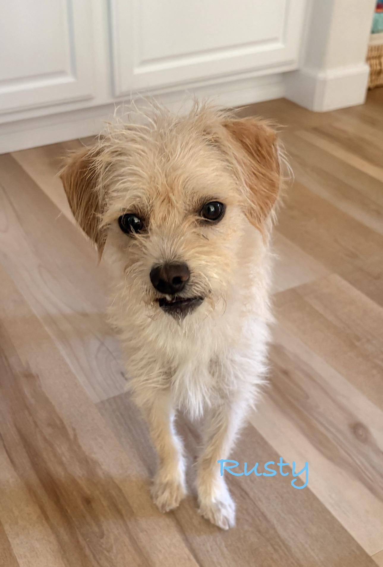 Rusty, ADOPTABLE, Young Male Maltese.