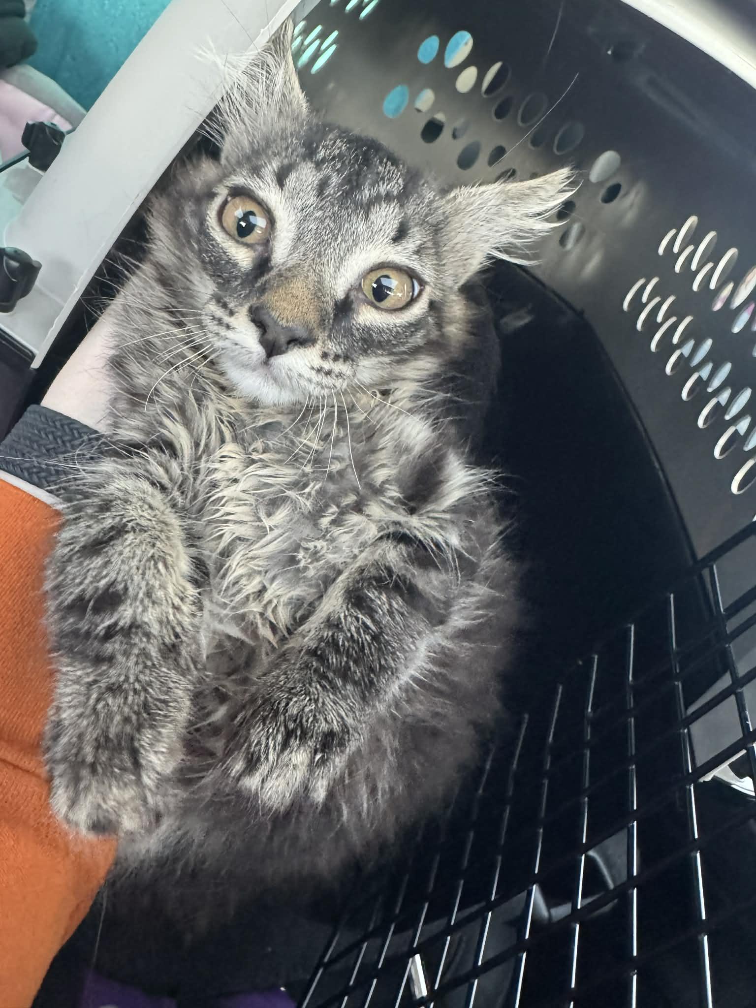 Enlarge Buster, a Adoptable mixed breed in Wasilla, AK image 1/1