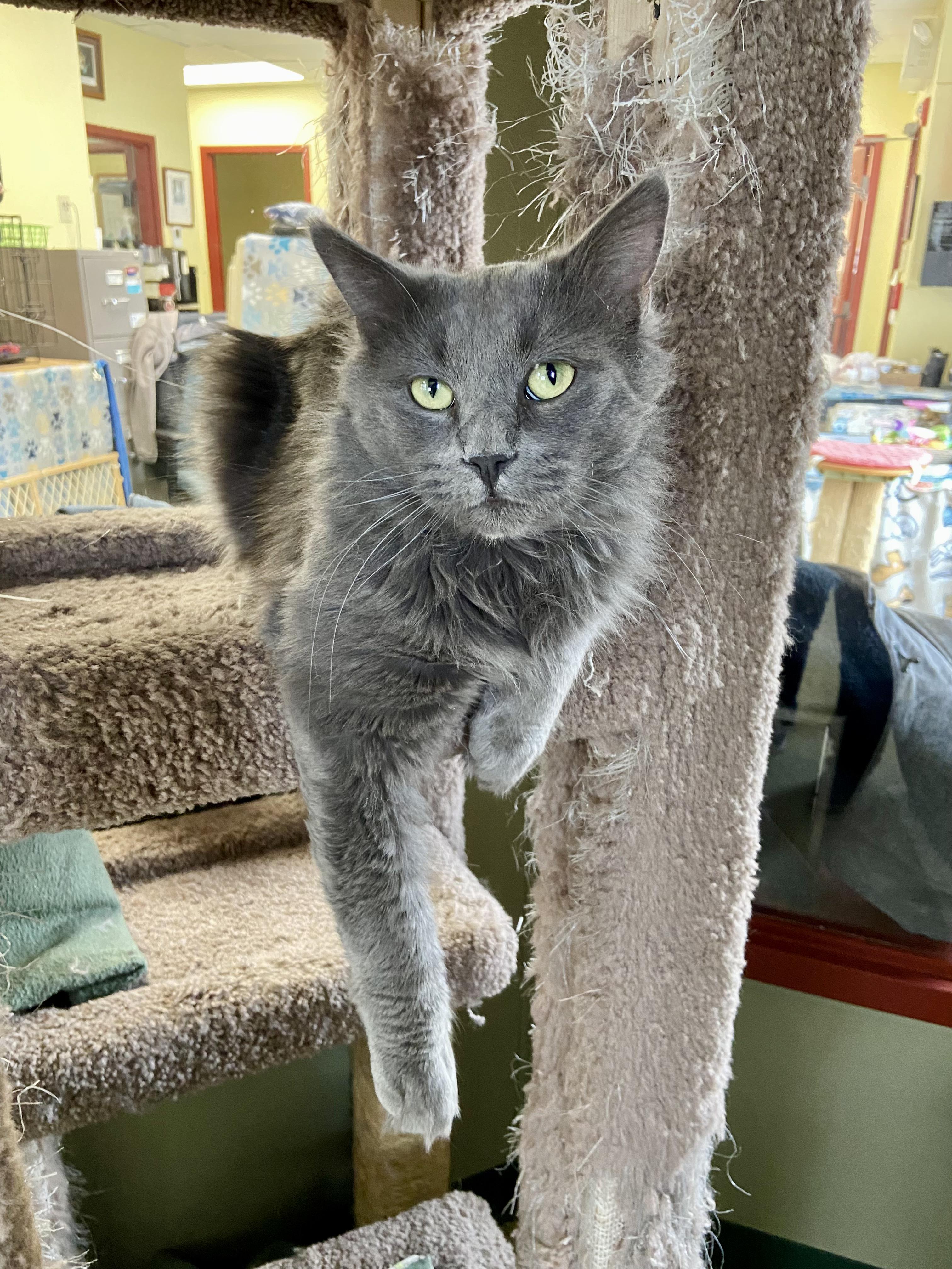 Clark, ADOPTABLE, Adult Male Domestic Medium Hair.