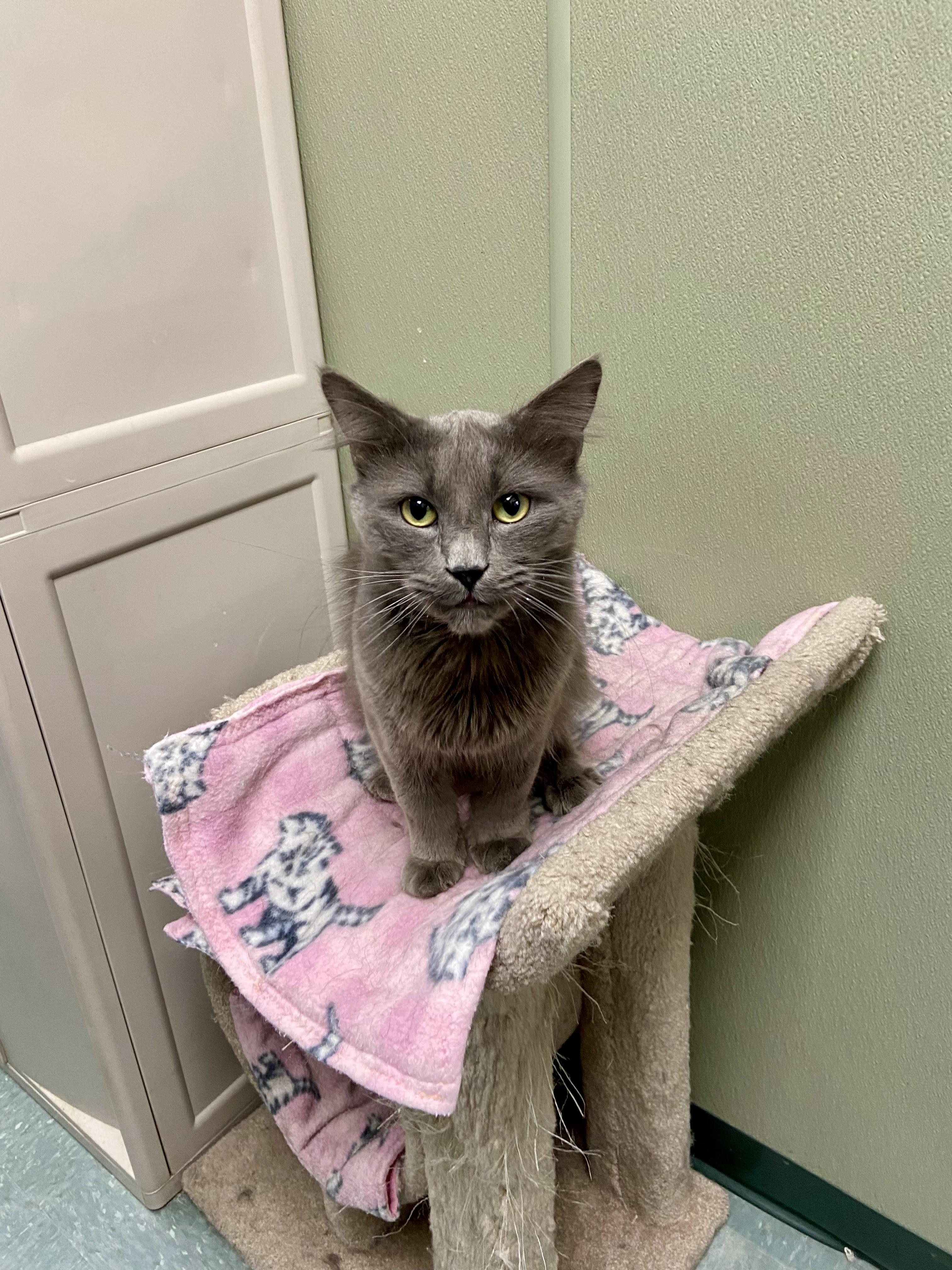 Enlarge Clark, a ADOPTABLE Domestic Medium Hair in Warwick, RI image 4/4