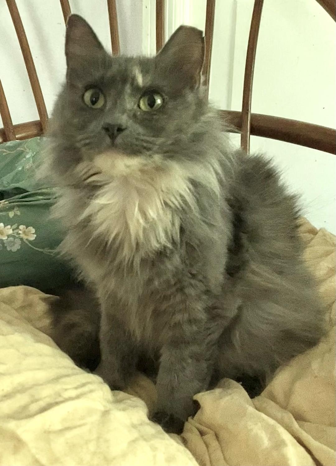 Evangeline