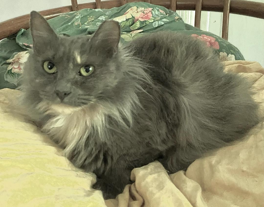Evangeline