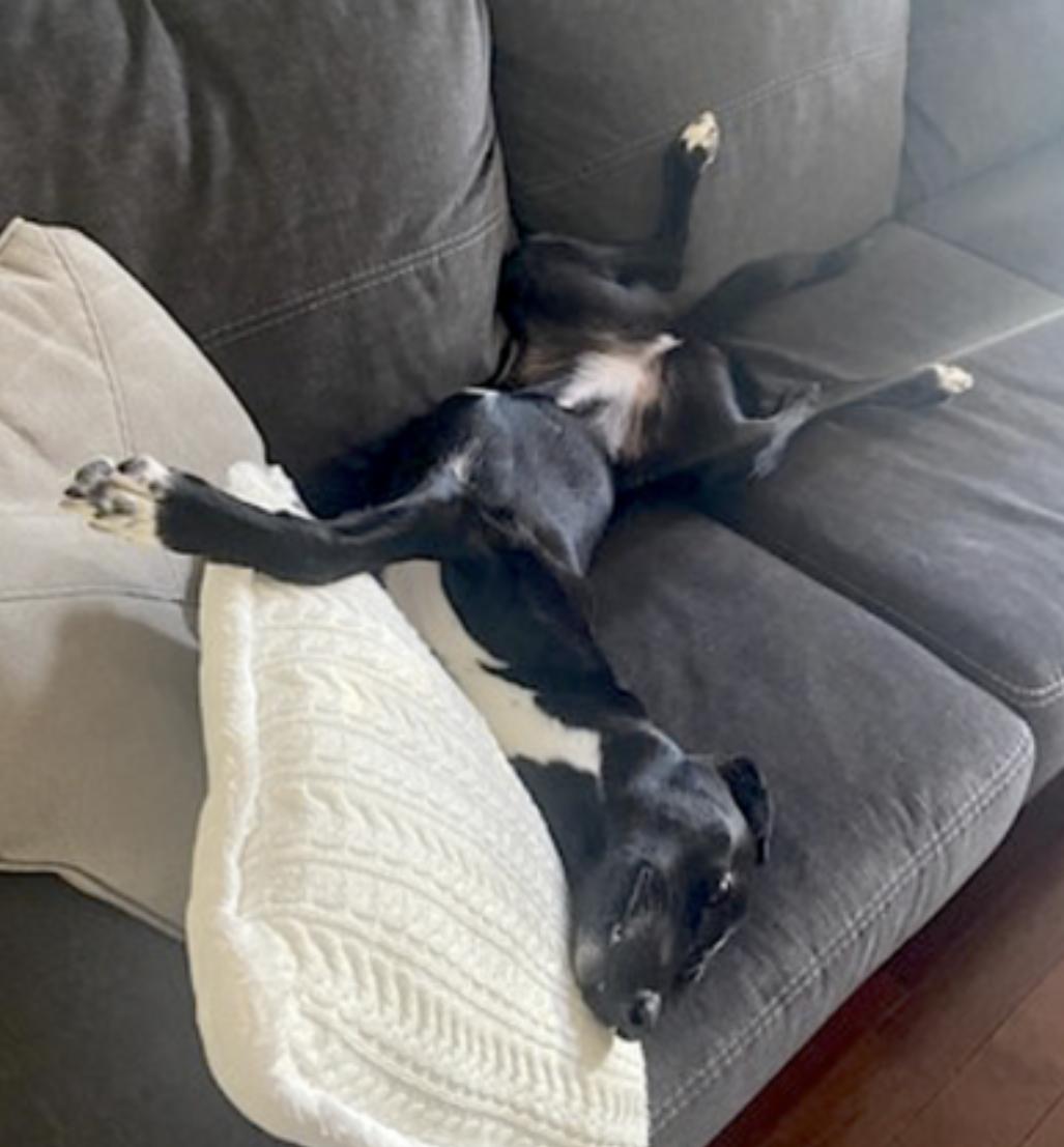 Bella, a Adoptable mixed breed in Louisville, KY image 5/6