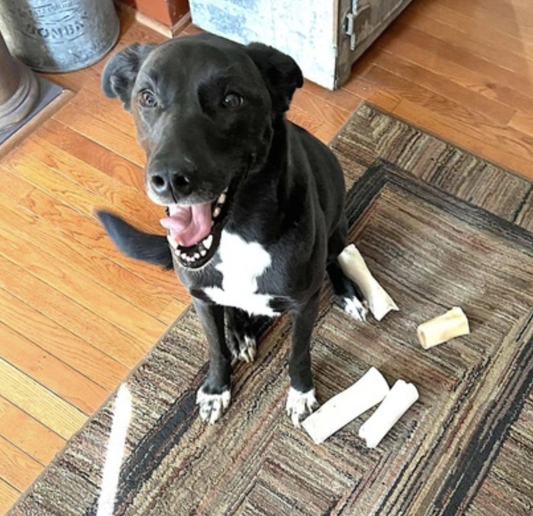 Bella, a Adoptable mixed breed in Louisville, KY image 6/6