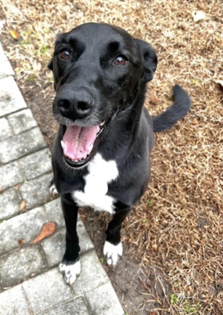 Bella, a Adoptable mixed breed in Louisville, KY image 3/6