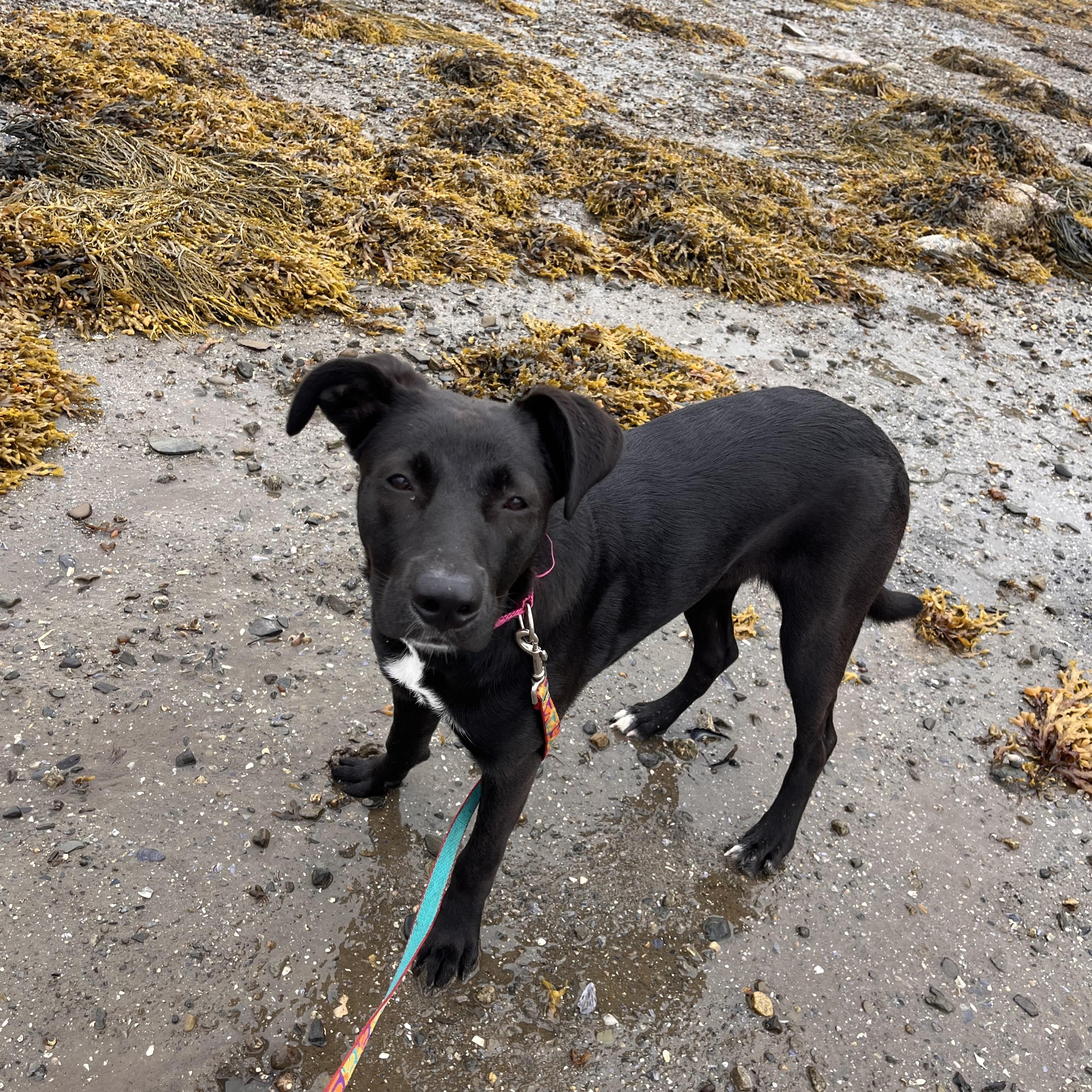 Stella, ADOPTABLE, Young Female Black Labrador Retriever.