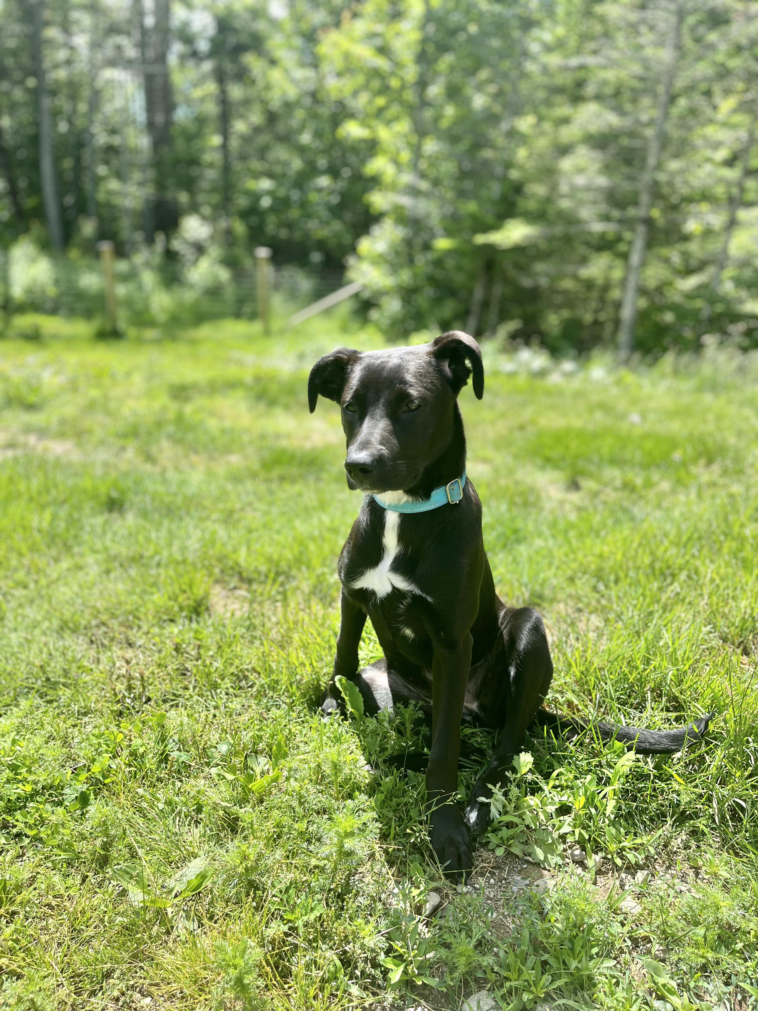 Stella, a ADOPTABLE mixed breed in Stockton Springs, ME image 2/2