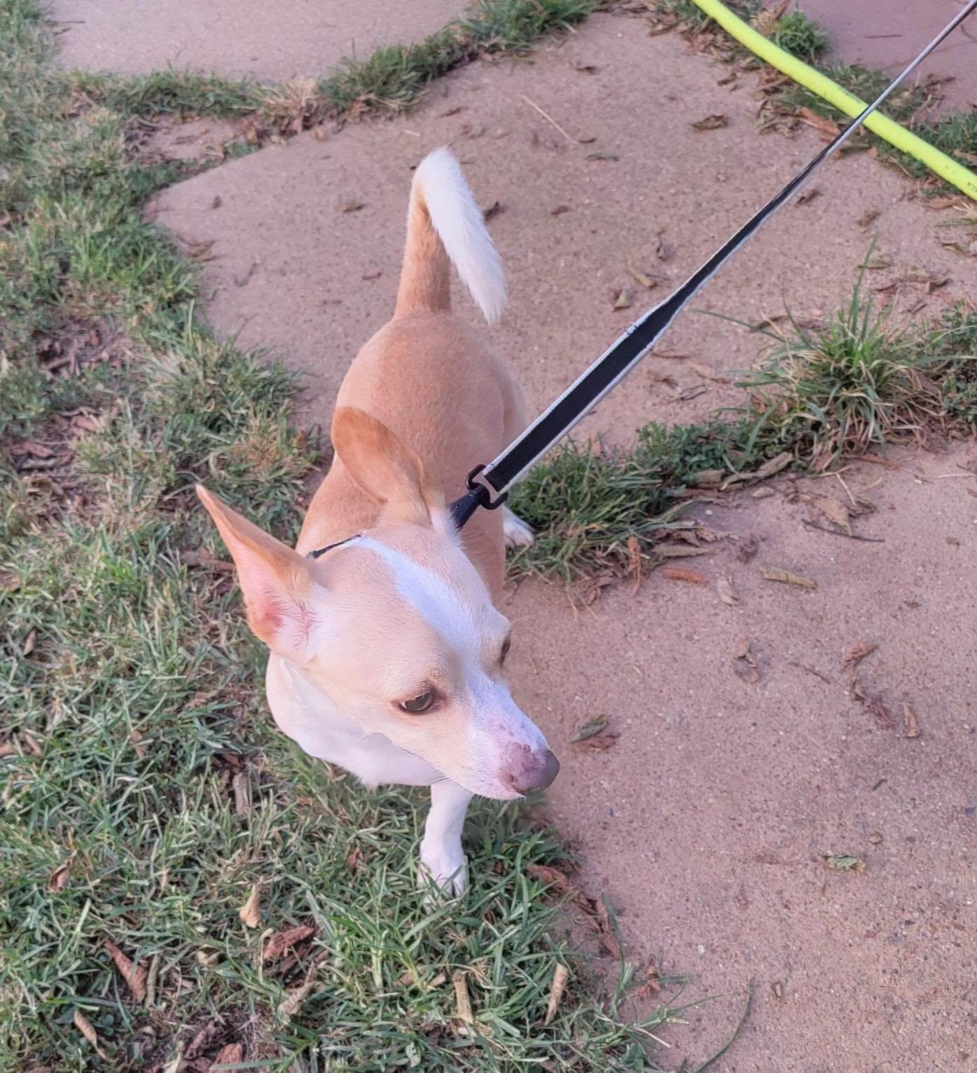 Enlarge Rudy, a Adoptable mixed breed in Van Alstyne, TX image 3/3