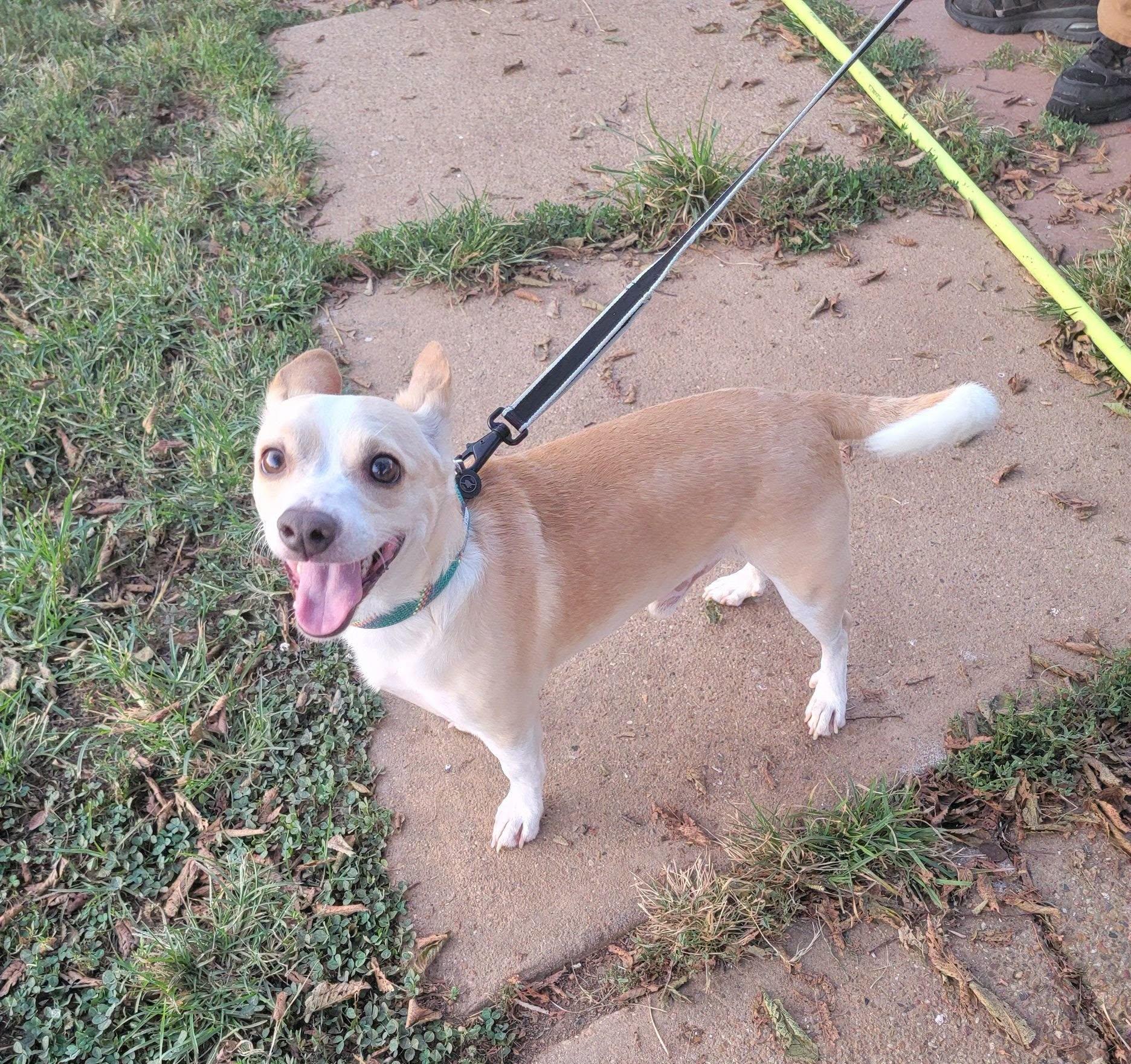 Enlarge Rudy, a Adoptable mixed breed in Van Alstyne, TX image 2/3