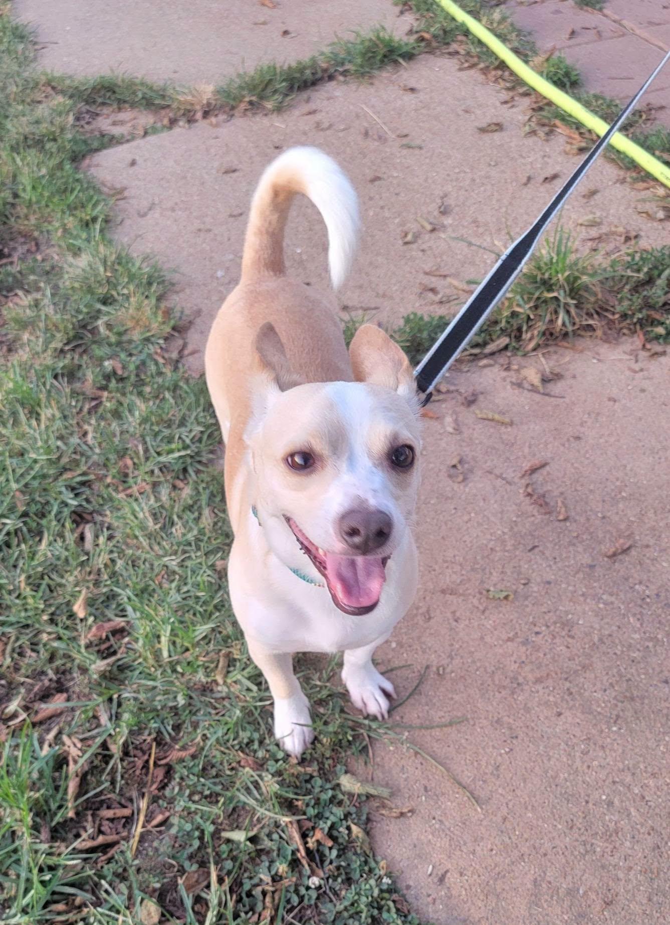 Enlarge Rudy, a Adoptable mixed breed in Van Alstyne, TX image 1/3