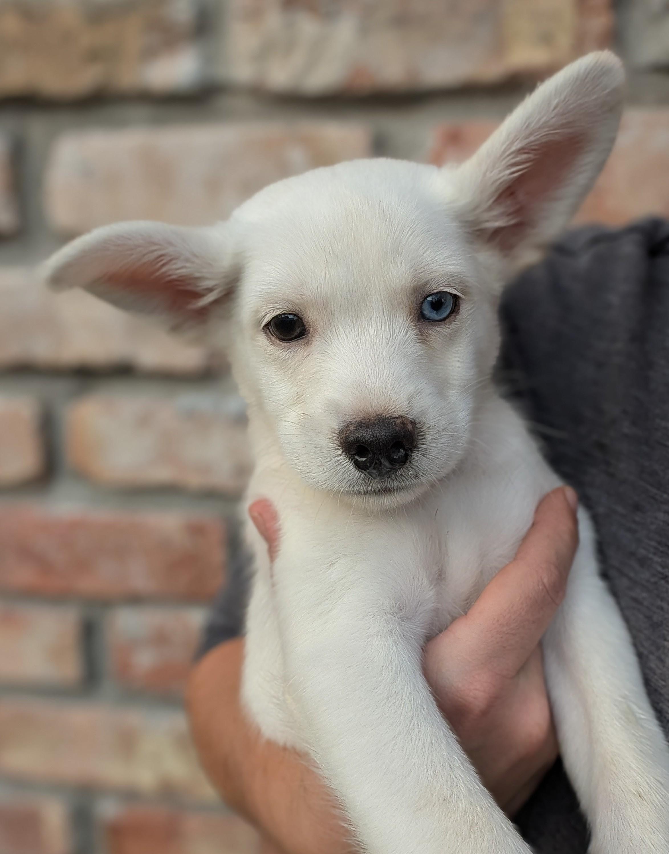 Jeremy, Adoptable, Puppy Male Husky & Chihuahua.