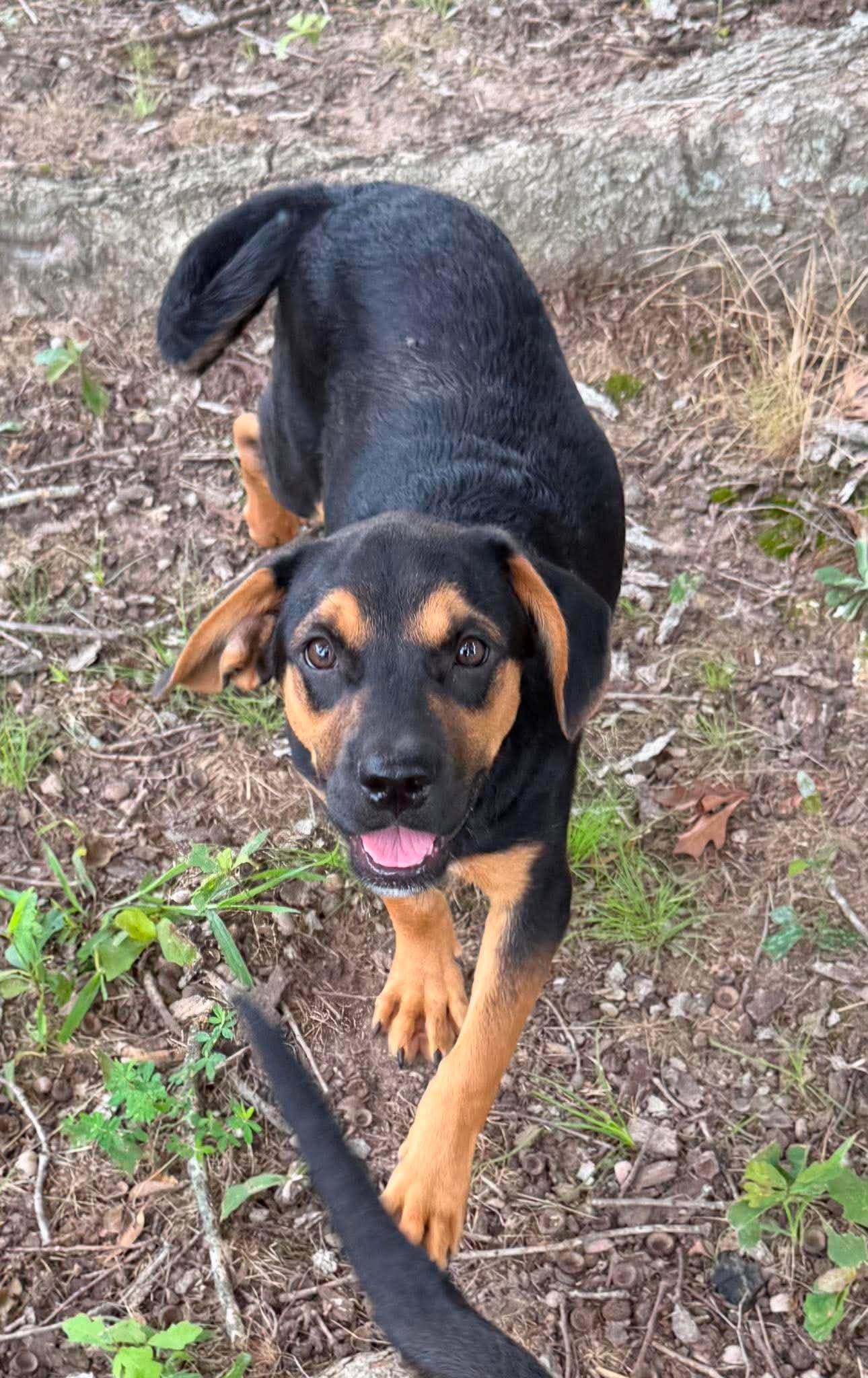 Enlarge Cody, a ADOPTABLE Mixed Breed in Northwood, NH image 3/6