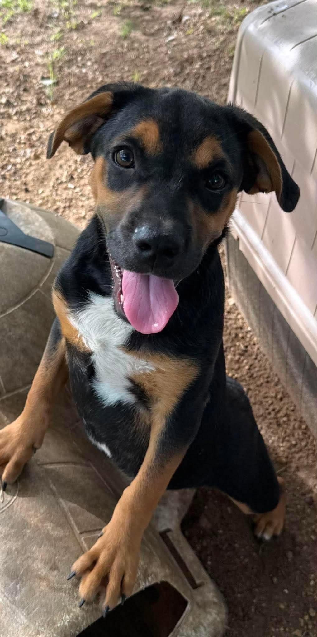 Enlarge Cody, a ADOPTABLE Mixed Breed in Northwood, NH image 4/6