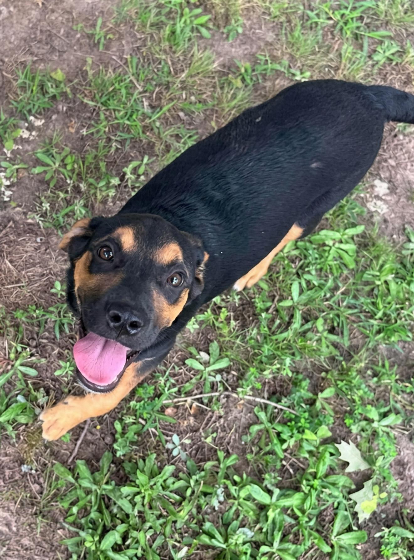 Enlarge Cody, a ADOPTABLE Mixed Breed in Northwood, NH image 5/6
