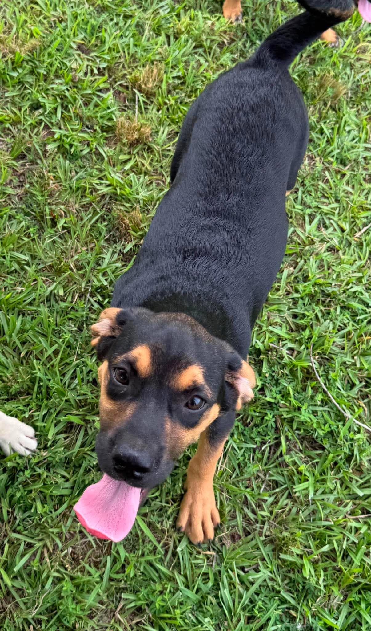 Enlarge Cody, a ADOPTABLE Mixed Breed in Northwood, NH image 6/6
